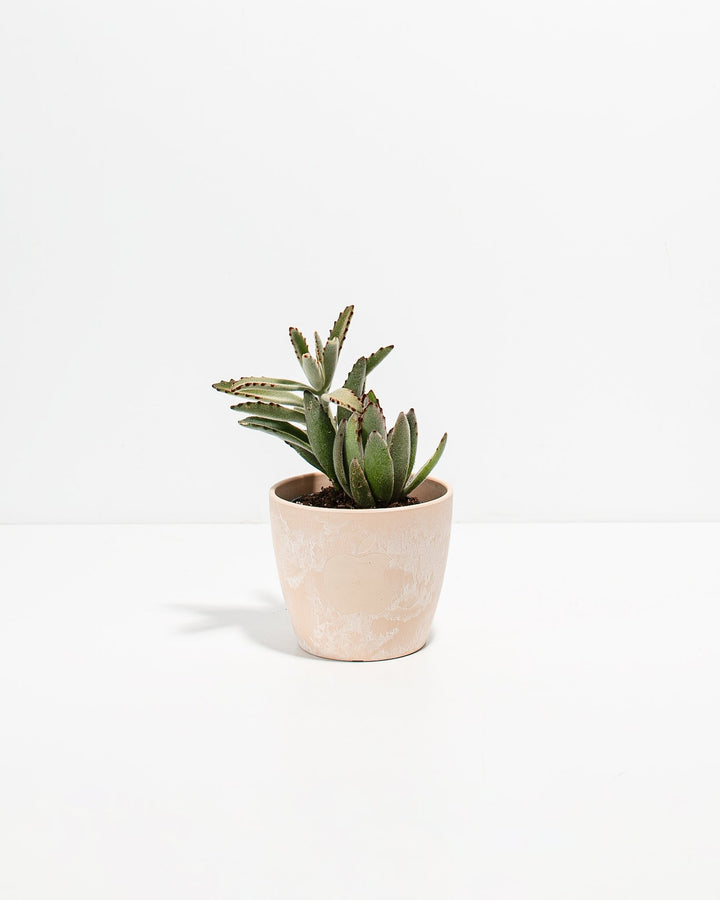 Panda Succulent Plant Kit