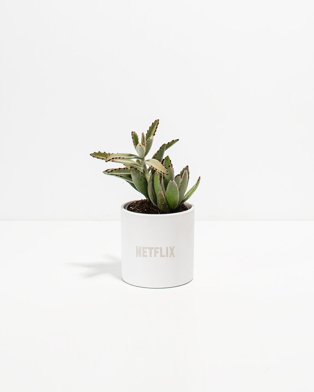 Panda Succulent Plant Kit