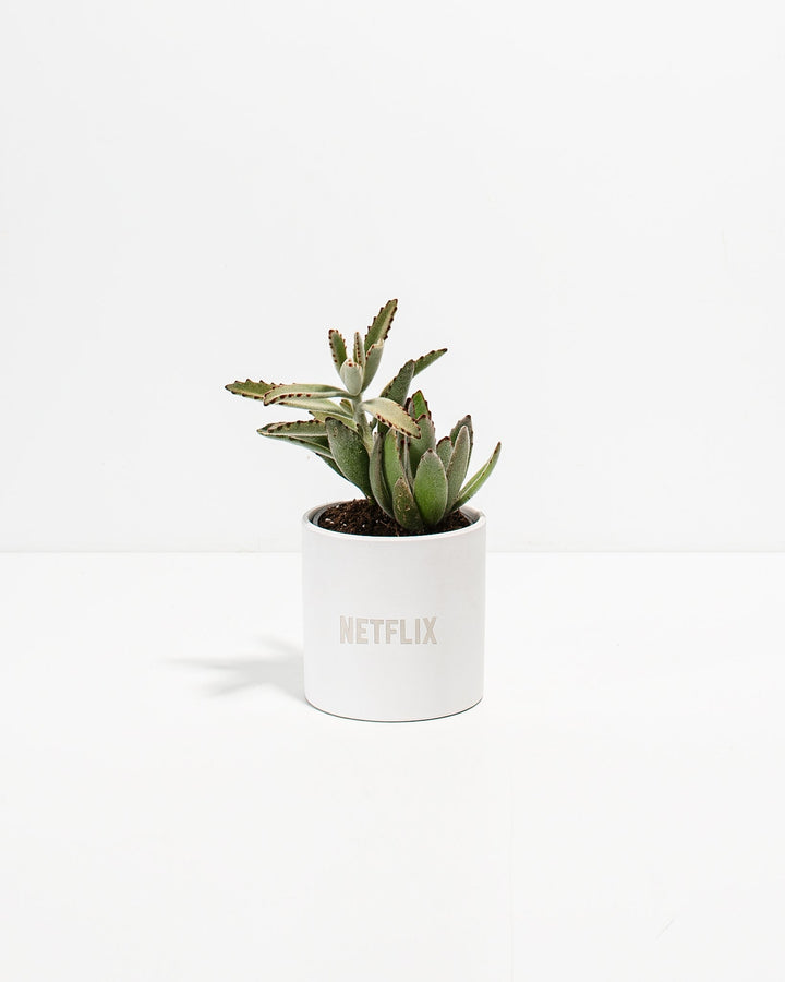 Panda Succulent Plant Kit