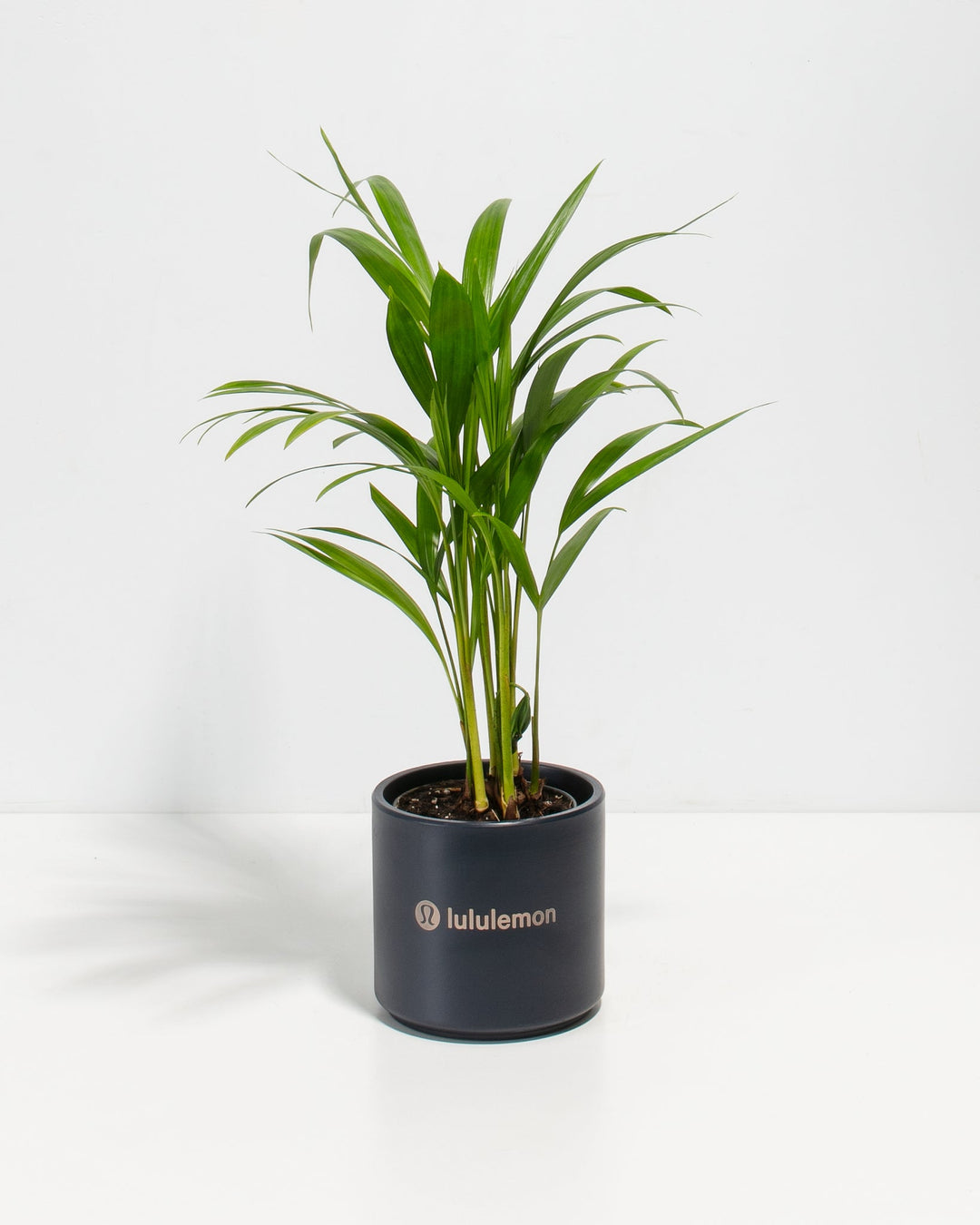 Areca Palm Plant Kit