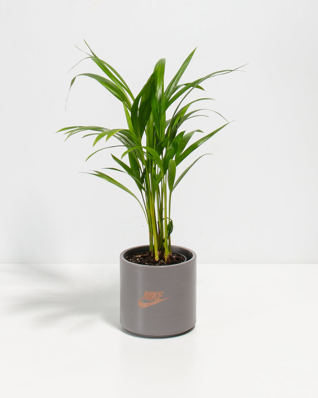 Areca Palm Plant Kit