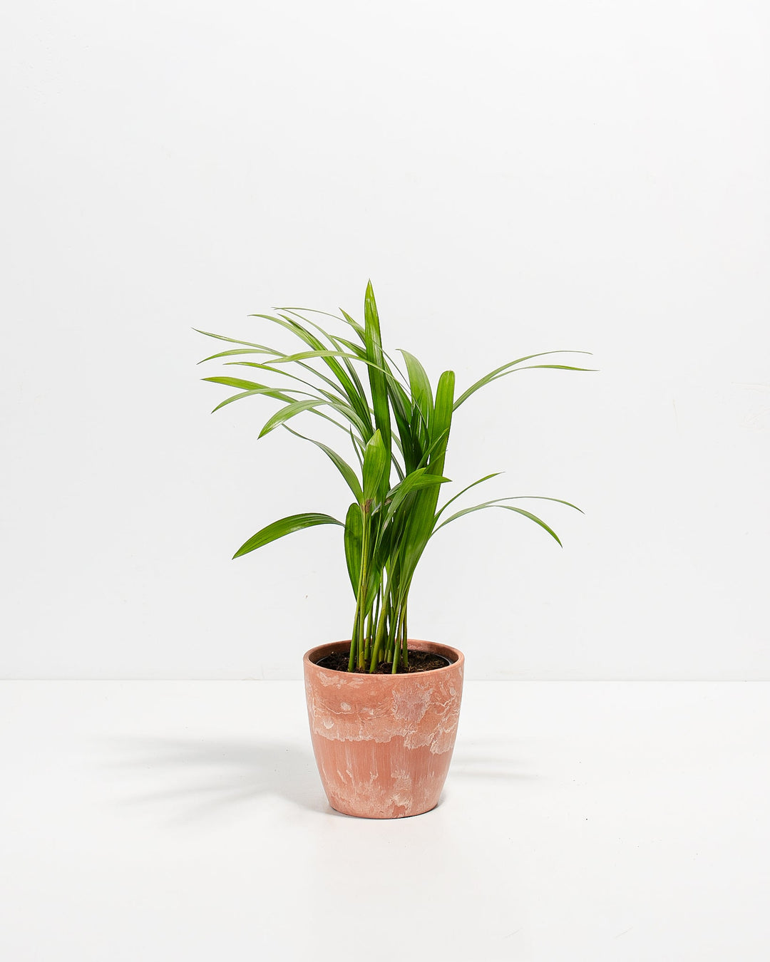 Areca Palm Plant Kit