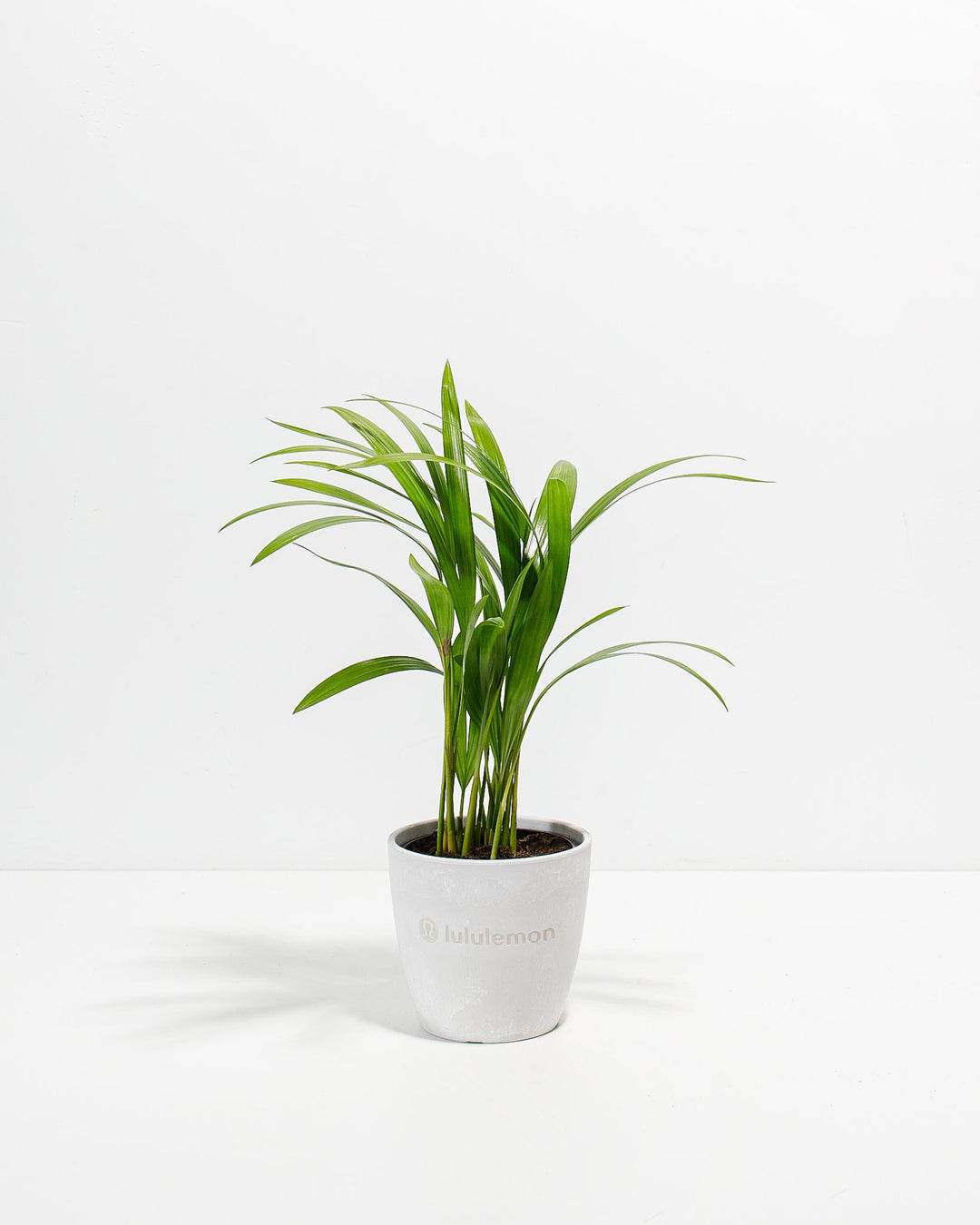Areca Palm Plant Kit