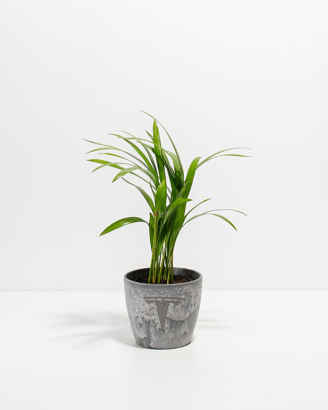 Areca Palm Plant Kit
