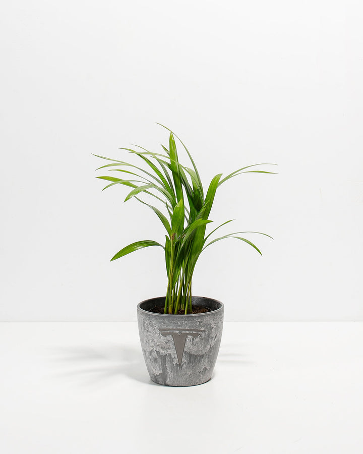 Areca Palm Plant Kit