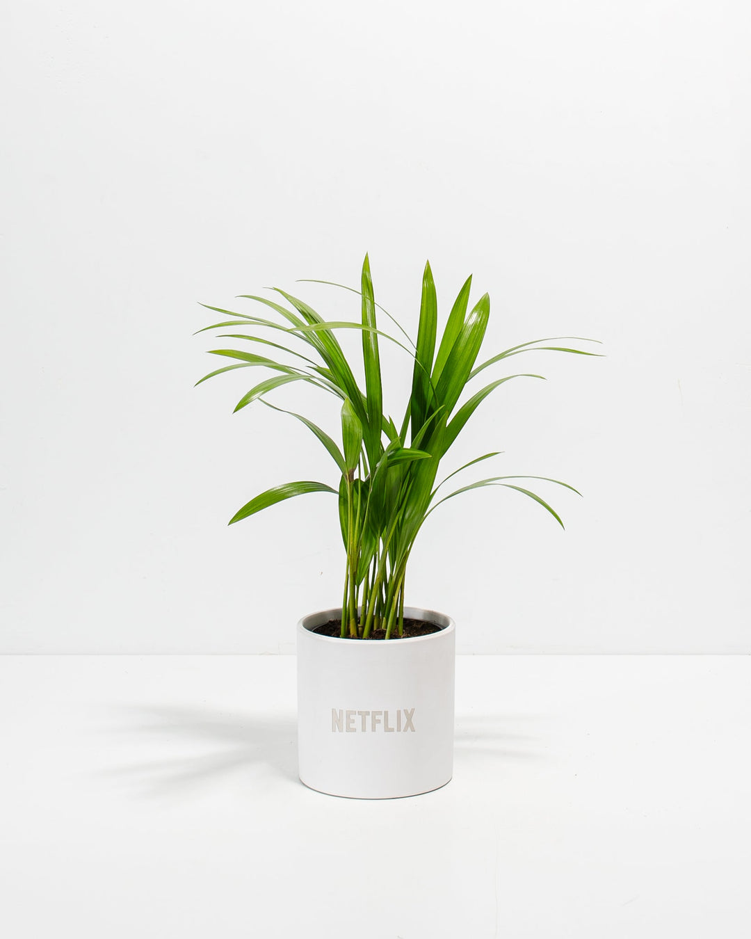 Areca Palm Plant Kit