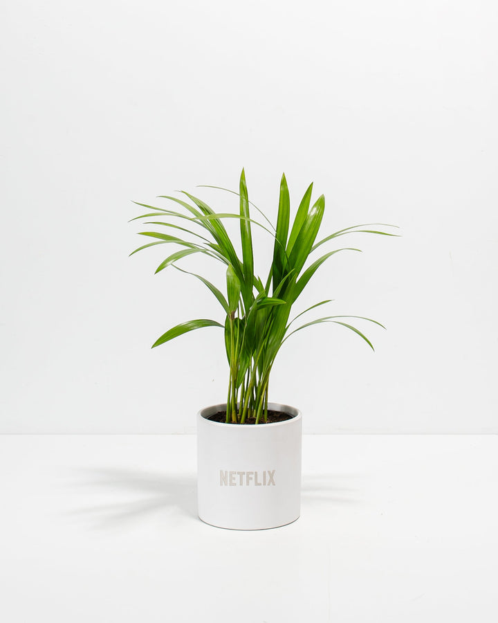 Areca Palm Plant Kit