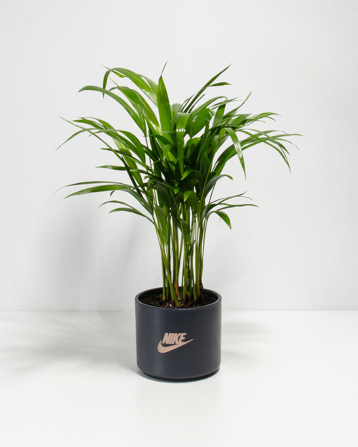 Areca Palm Plant Kit