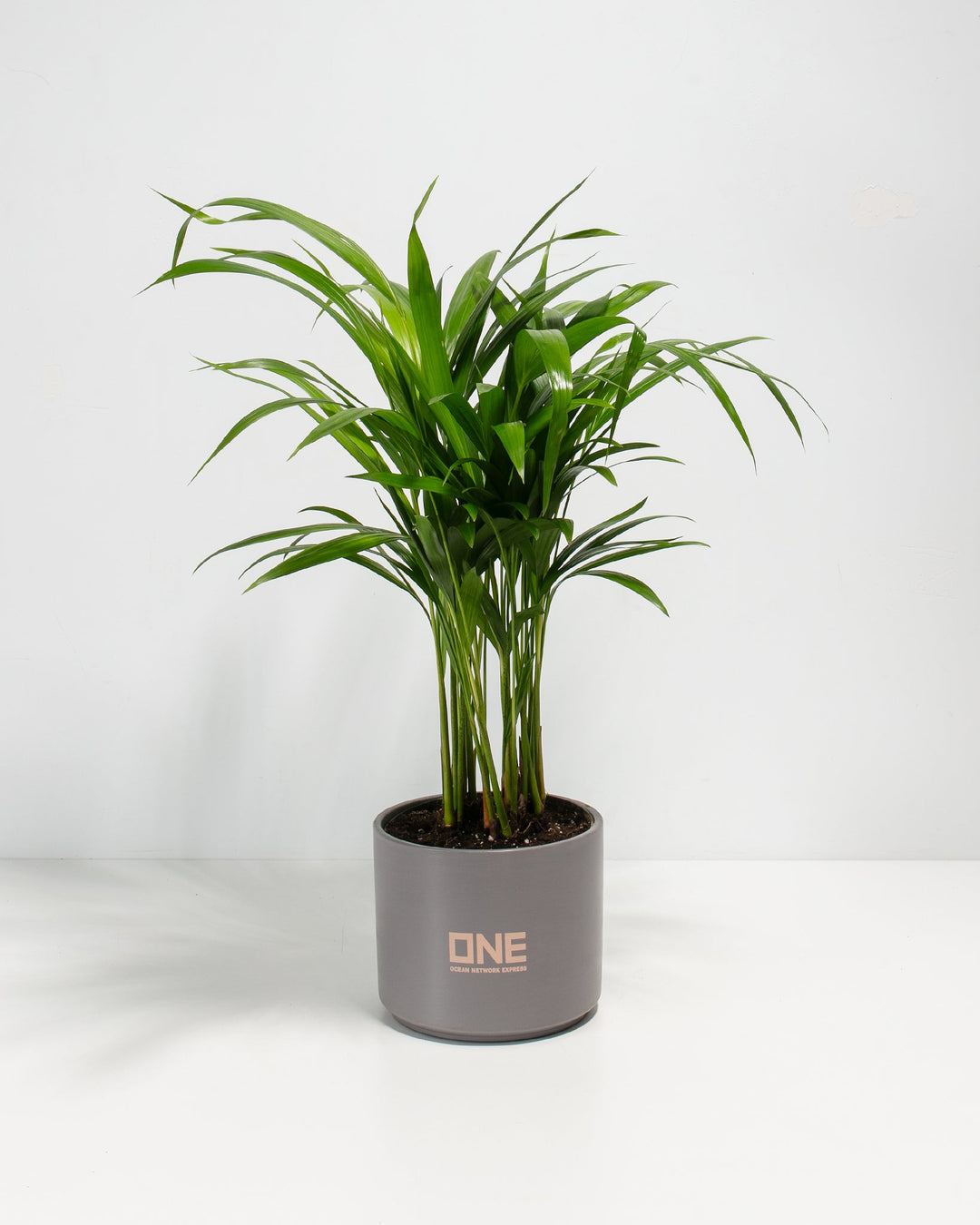Areca Palm Plant Kit