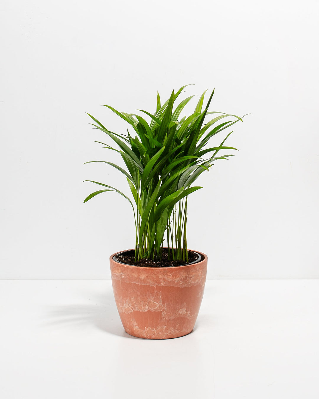 Areca Palm Plant Kit