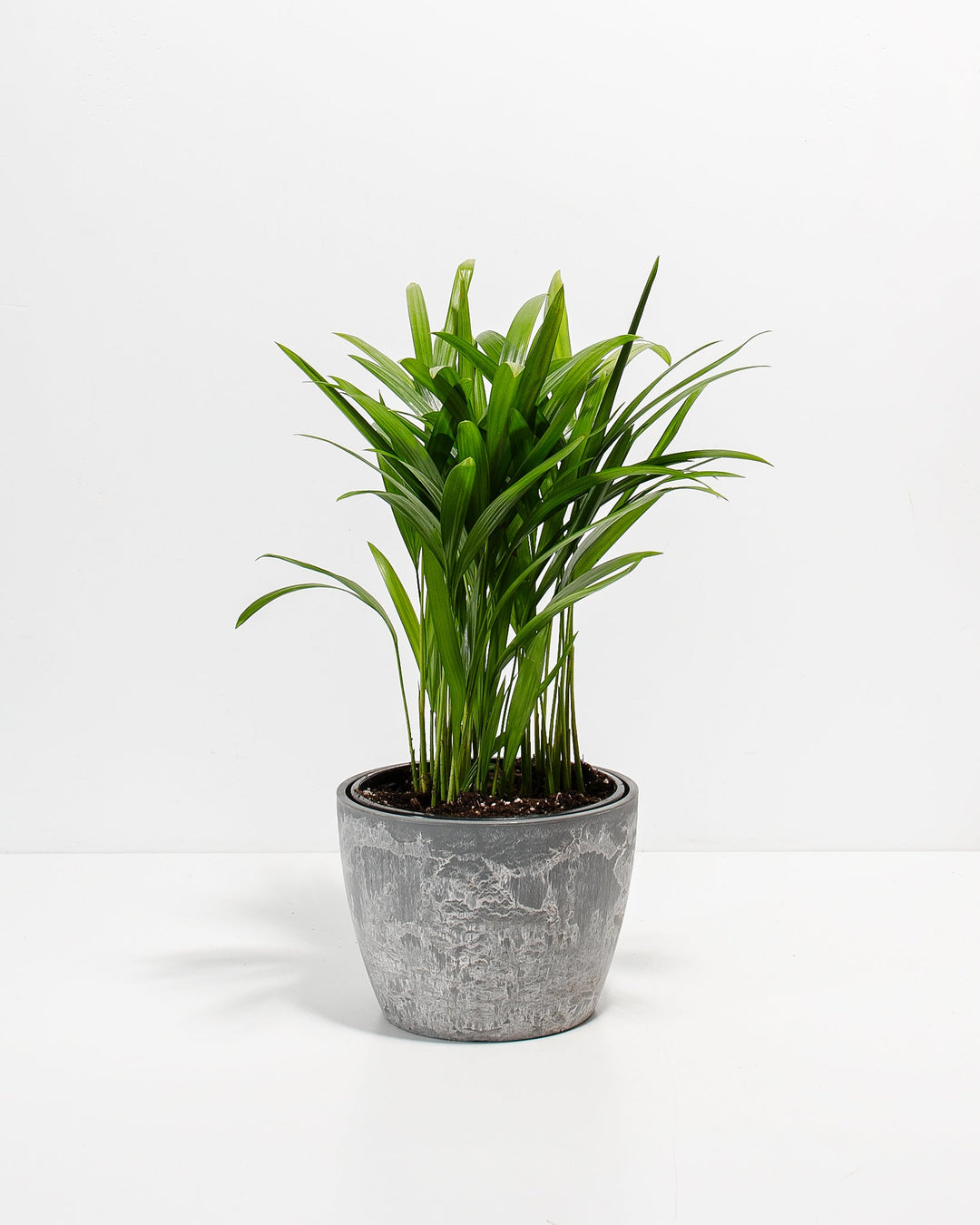 Areca Palm Plant Kit