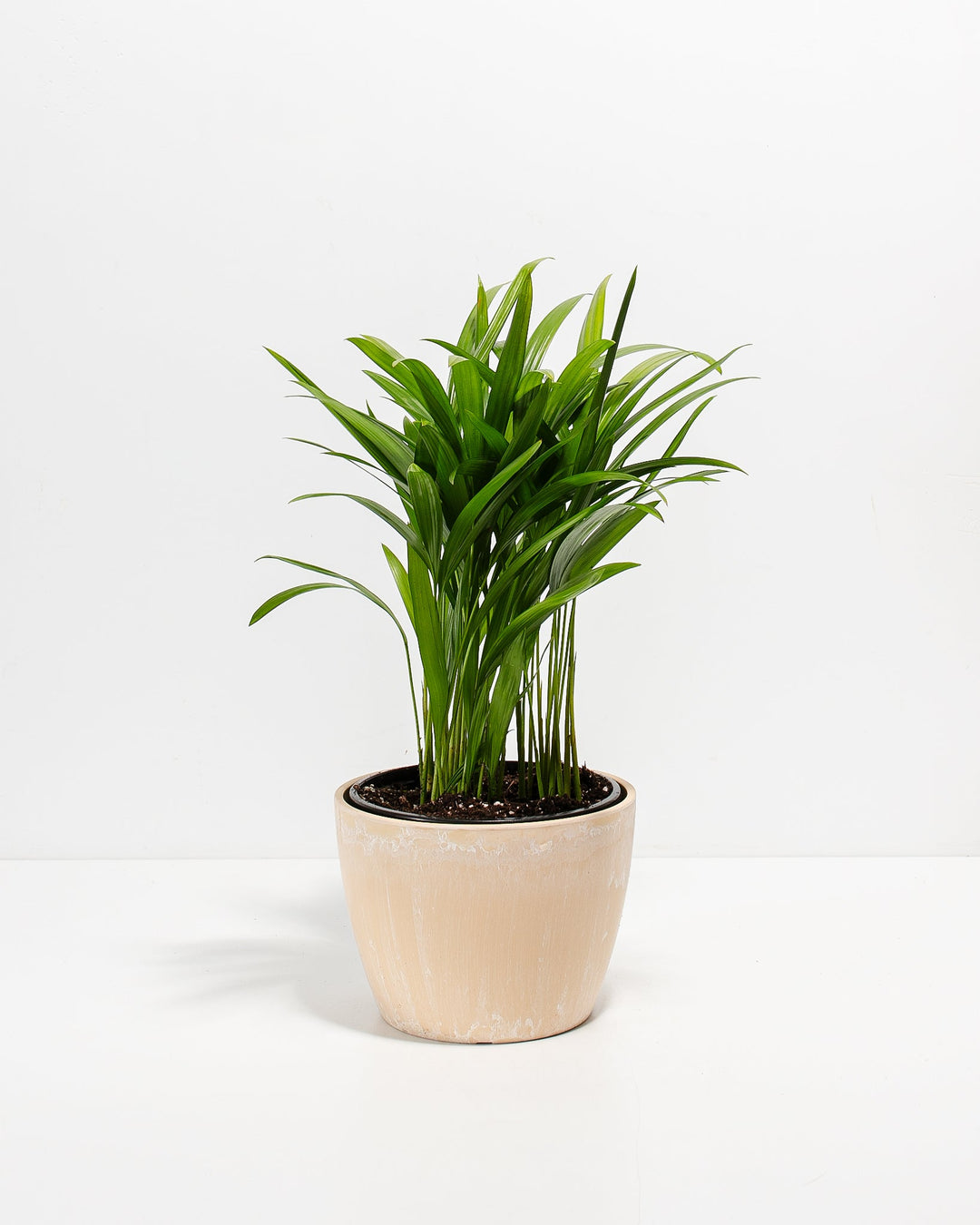 Areca Palm Plant Kit