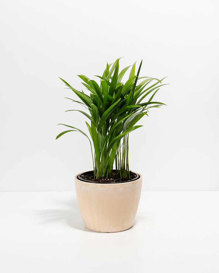 Areca Palm Plant Kit