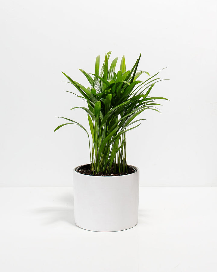 Areca Palm Plant Kit
