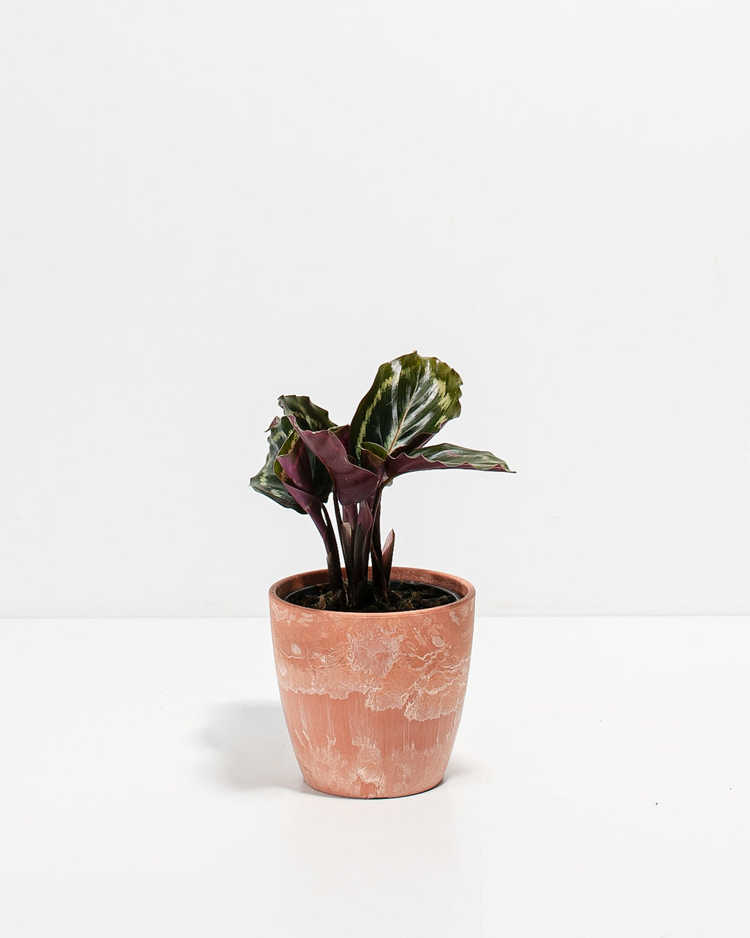 Peacock Plant Kit