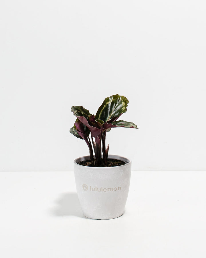 Peacock Plant Kit
