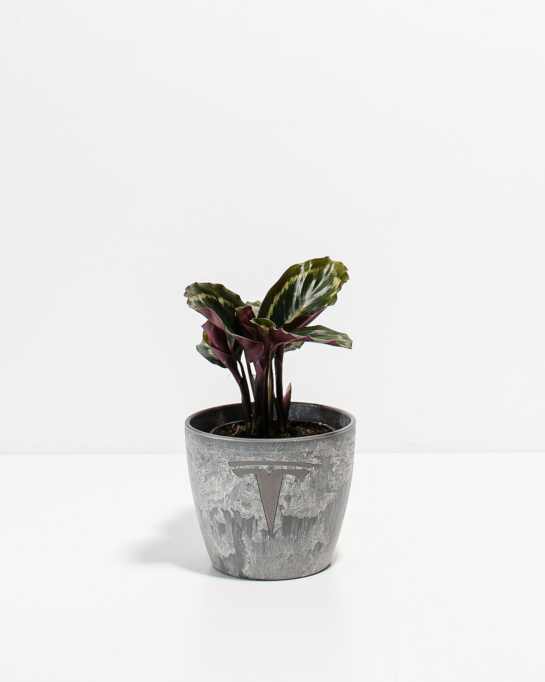 Peacock Plant Kit