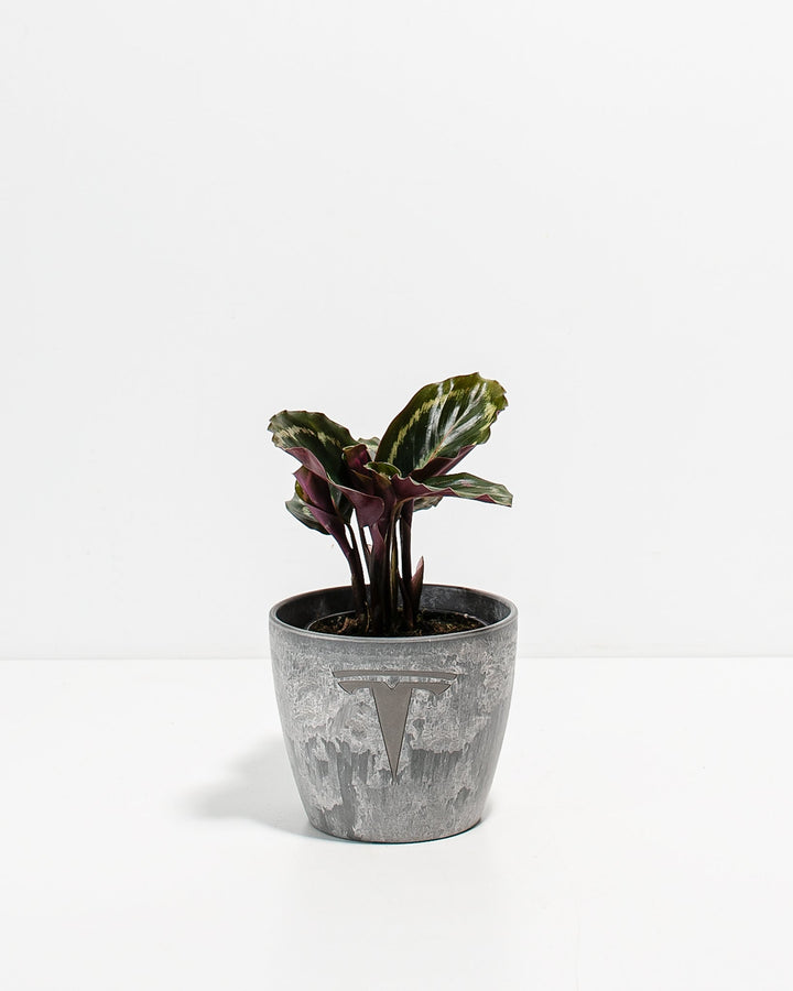 Peacock Plant Kit