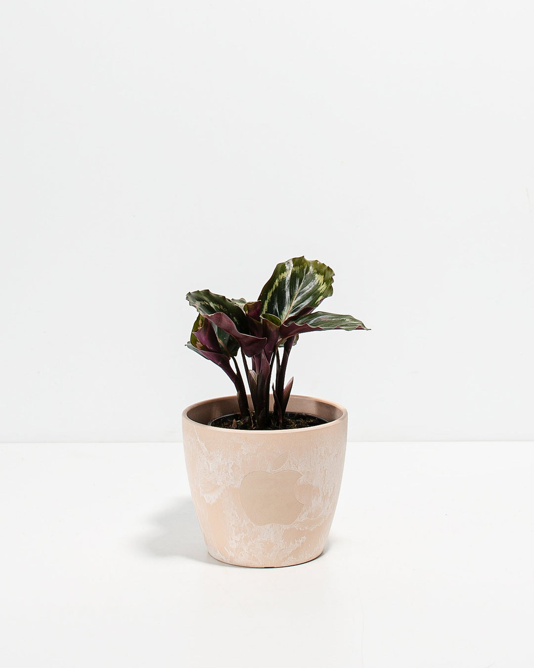 Peacock Plant Kit
