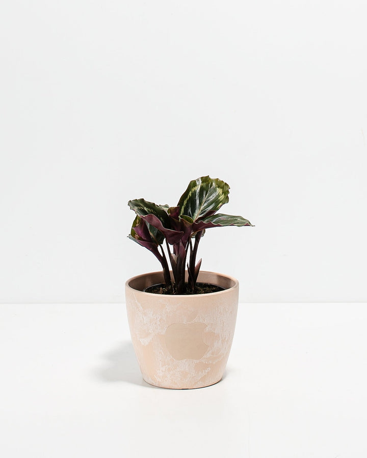 Peacock Plant Kit