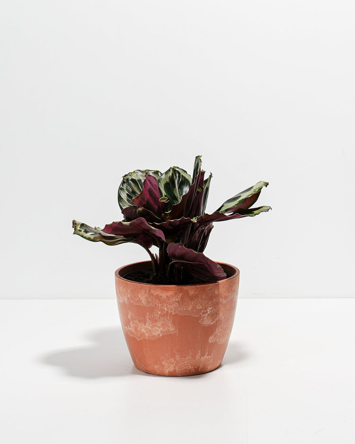 Peacock Plant Kit
