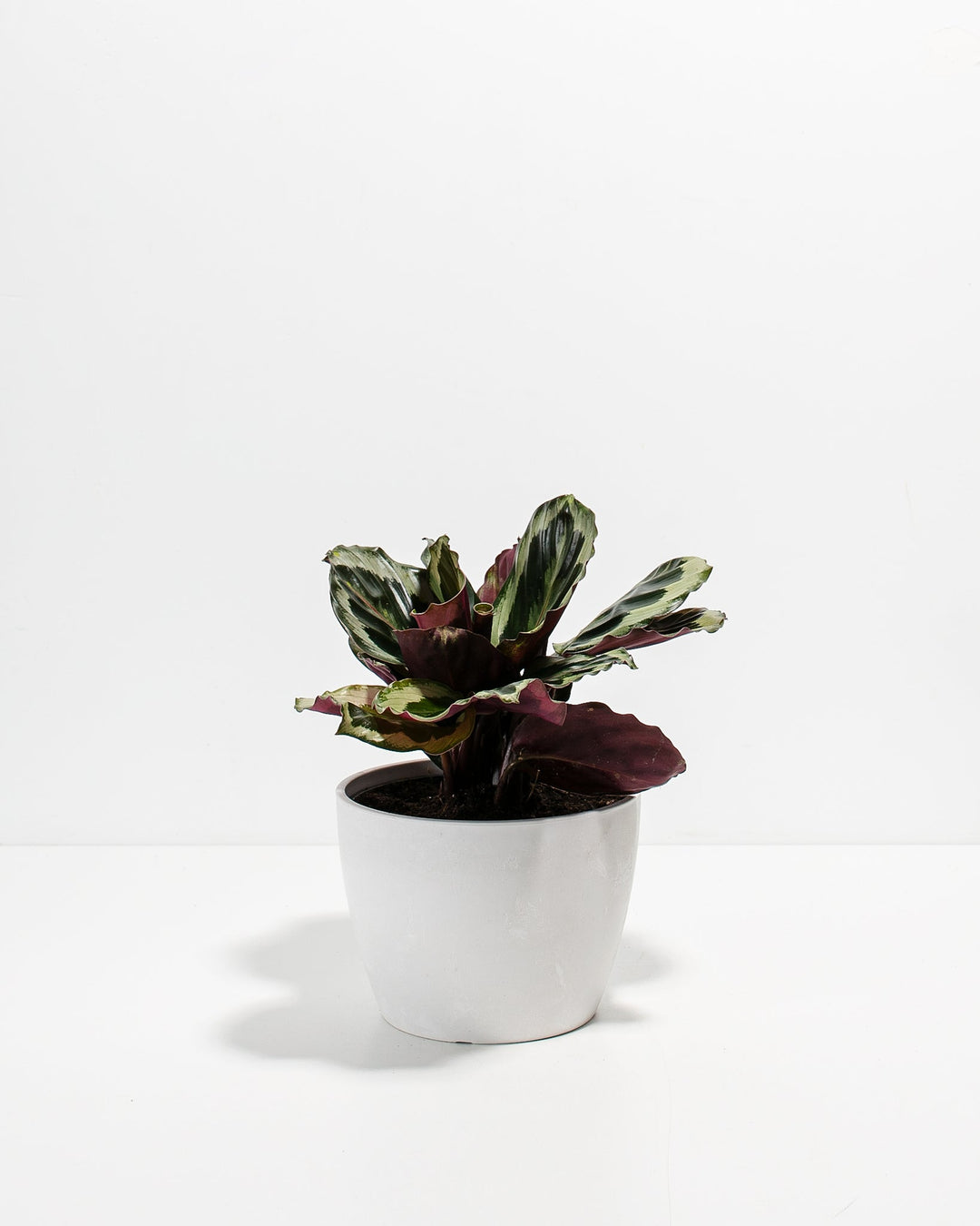 Peacock Plant Kit