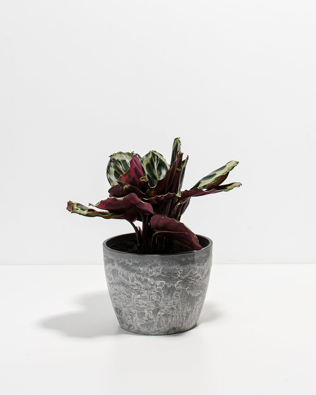 Peacock Plant Kit