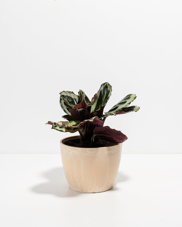 Peacock Plant Kit