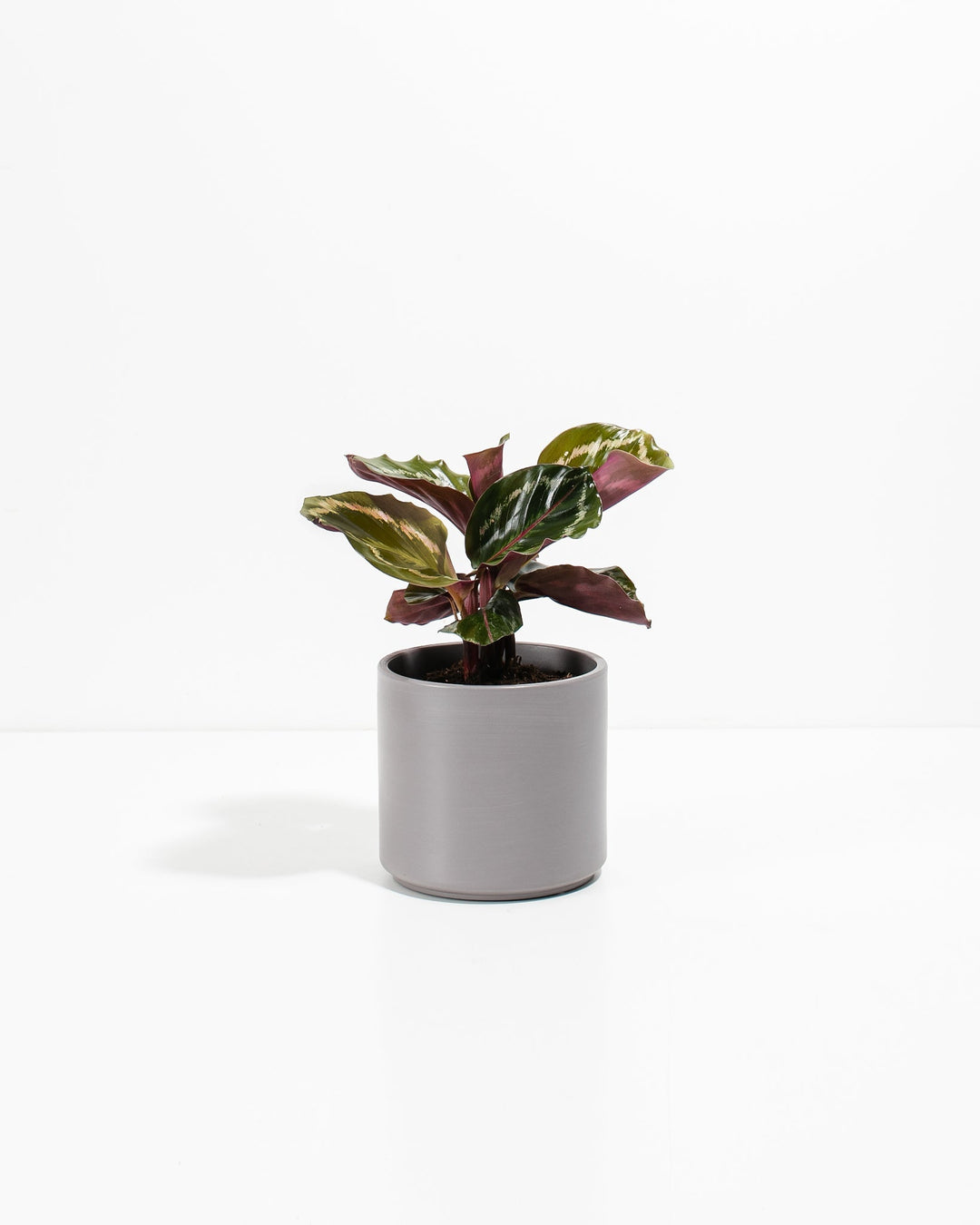 Peacock Plant Kit