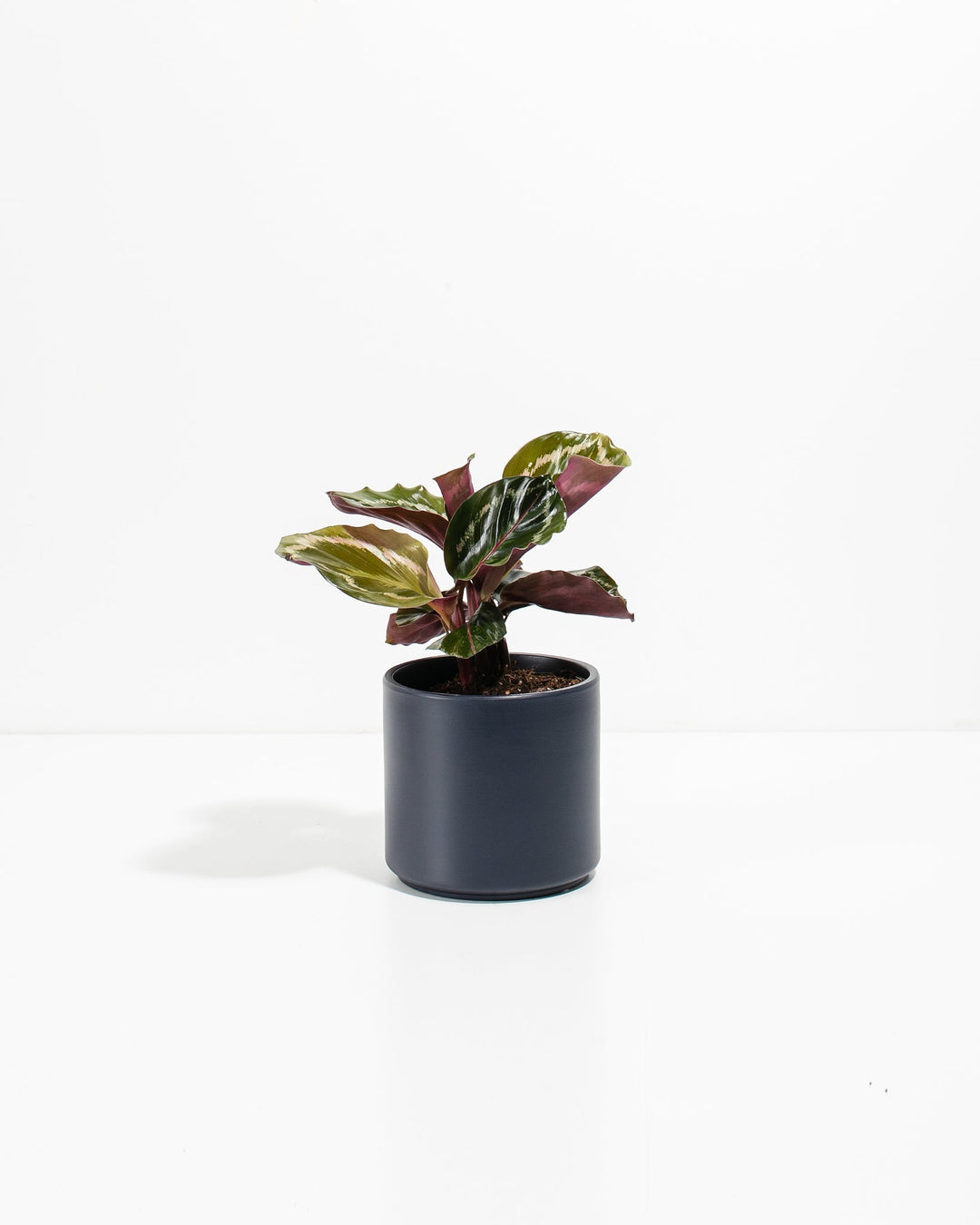 Peacock Plant Kit