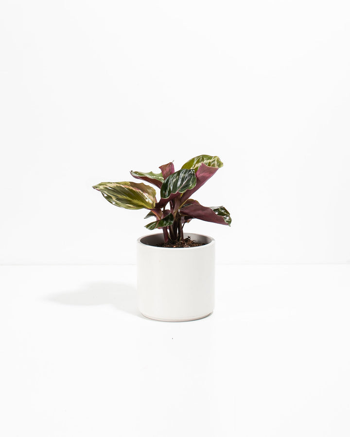 Peacock Plant Kit