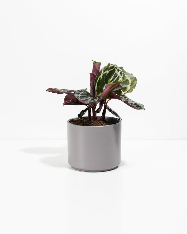 Peacock Plant Kit