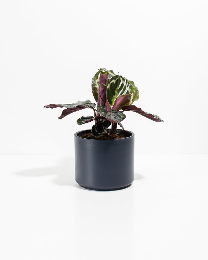 Peacock Plant Kit