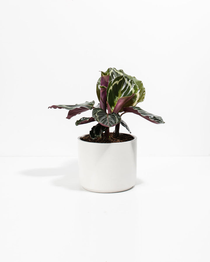Peacock Plant Kit