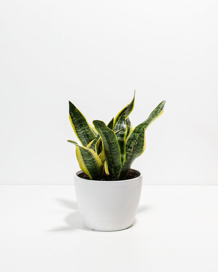 Snake Plant Kit
