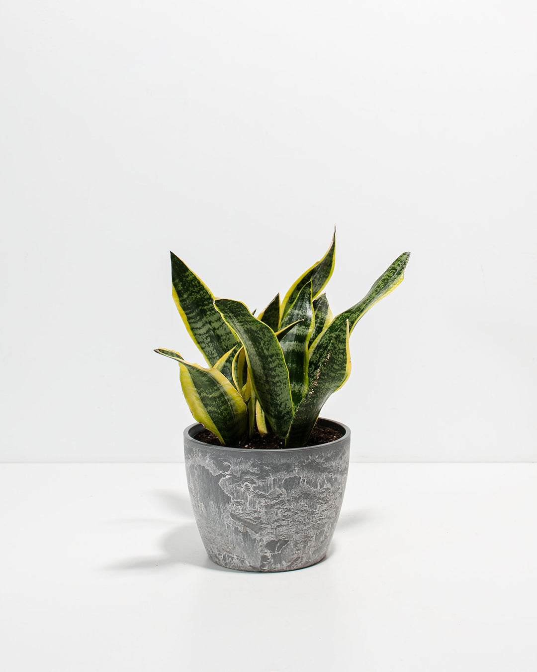 Snake Plant Kit
