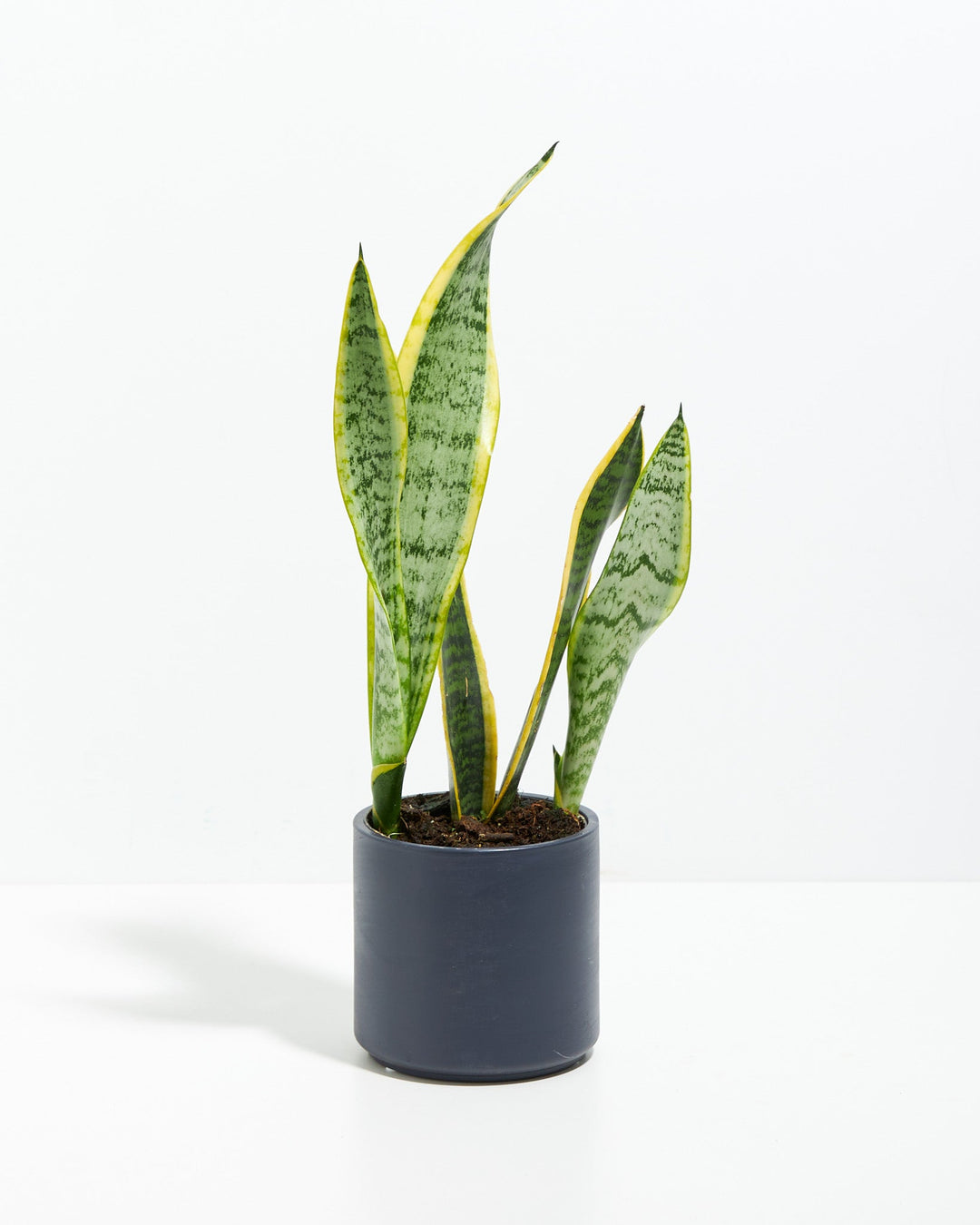 Snake Plant Kit