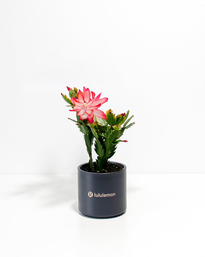 Christmas Cactus Plant Kit