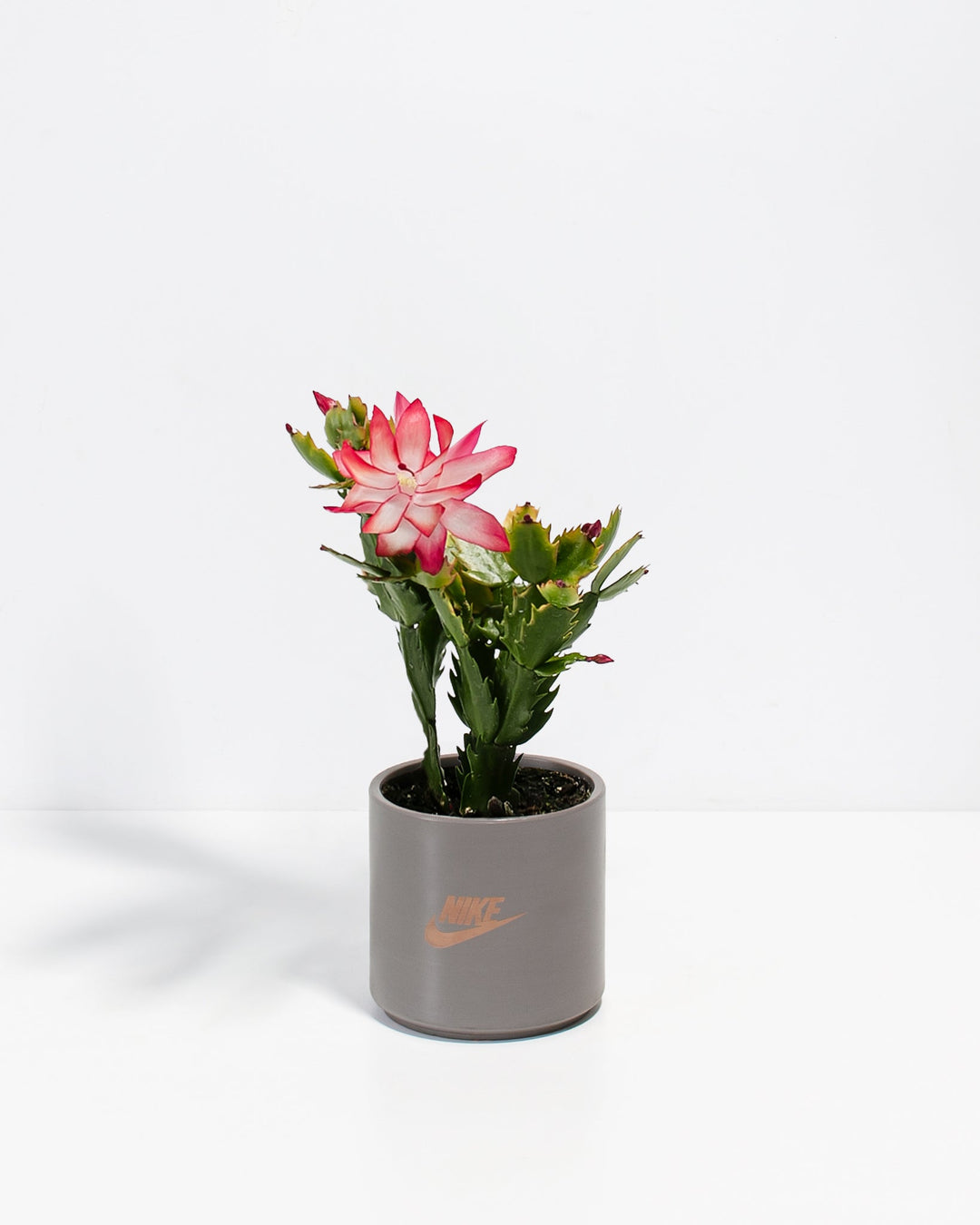Christmas Cactus Plant Kit