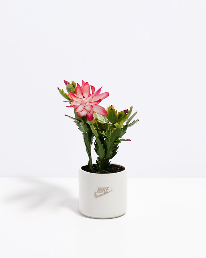 Christmas Cactus Plant Kit