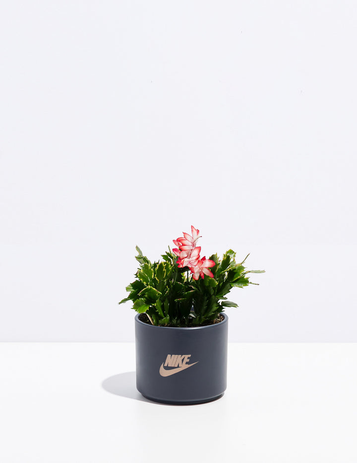 Christmas Cactus Plant Kit