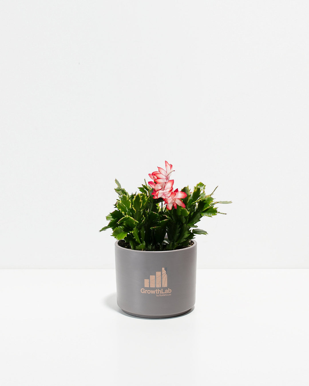 Christmas Cactus Plant Kit