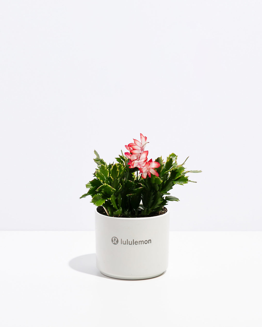 Christmas Cactus Plant Kit
