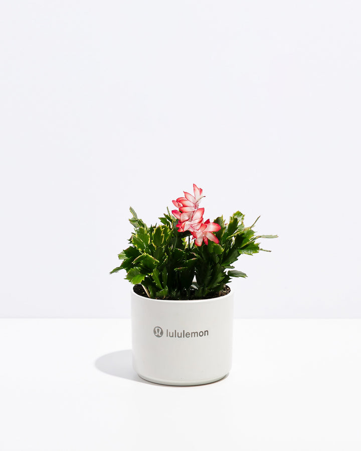 Christmas Cactus Plant Kit