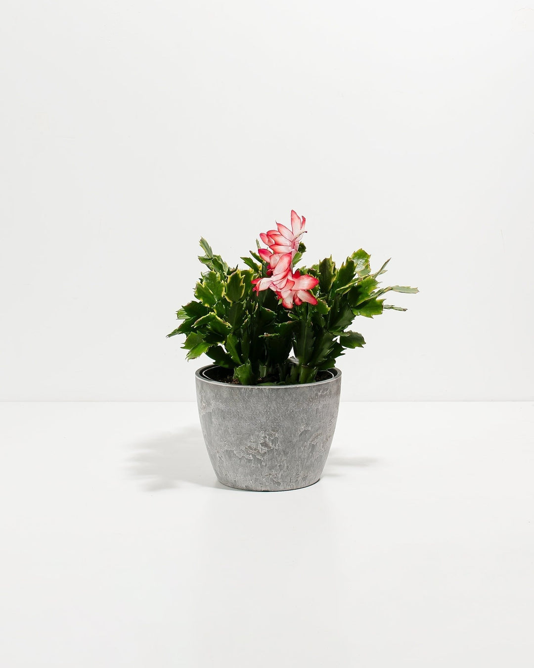 Christmas Cactus Plant Kit