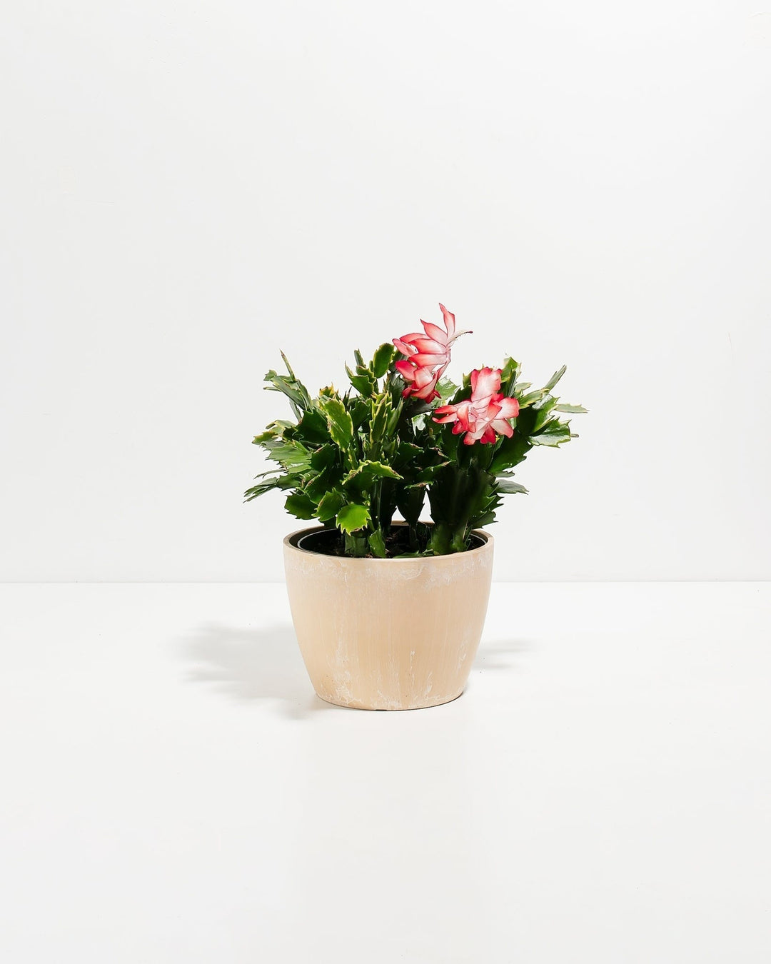 Christmas Cactus Plant Kit
