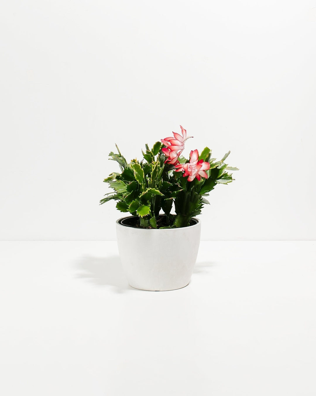 Christmas Cactus Plant Kit