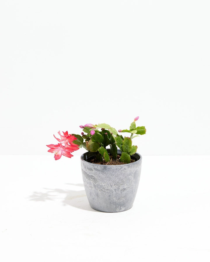Christmas Cactus Plant Kit