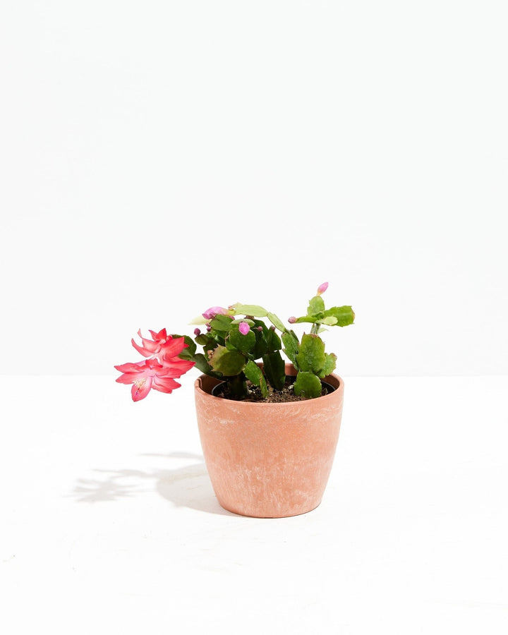Christmas Cactus Plant Kit