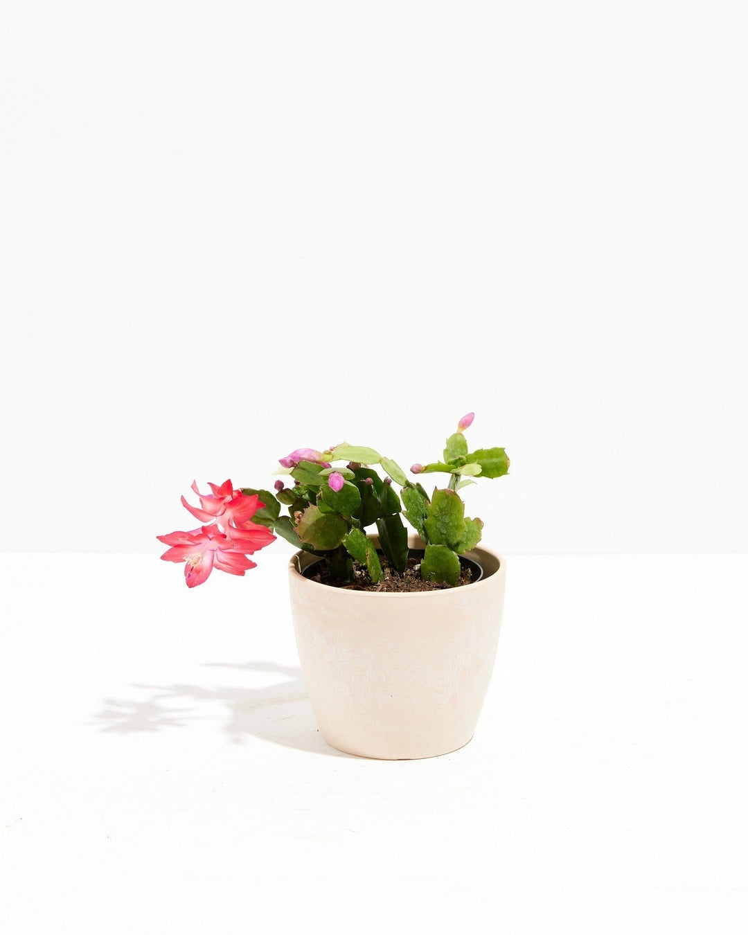 Christmas Cactus Plant Kit